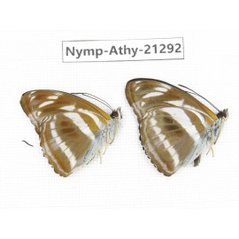 Athyma opalina. China, Zhejiang, Ningbo, Cixi. 2M. Nymp-Athy-21292.