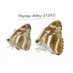 Athyma opalina. China, Zhejiang, Ningbo, Cixi. 2M. Nymp-Athy-21293.
