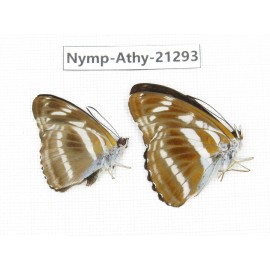 Athyma opalina. China, Zhejiang, Ningbo, Cixi. 2M. Nymp-Athy-21293.