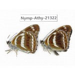 Athyma recurva. China, Zhejiang, Ningbo, Cixi. 2M. Nymp-Athy-21322.