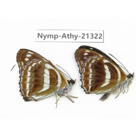 Athyma recurva. China, Zhejiang, Ningbo, Cixi. 2M. Nymp-Athy-21322.