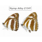 Athyma jina. China, Zhejiang, Ningbo, Cixi. 2M. Nymp-Athy-21341.