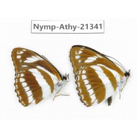 Athyma jina. China, Zhejiang, Ningbo, Cixi. 2M. Nymp-Athy-21341.