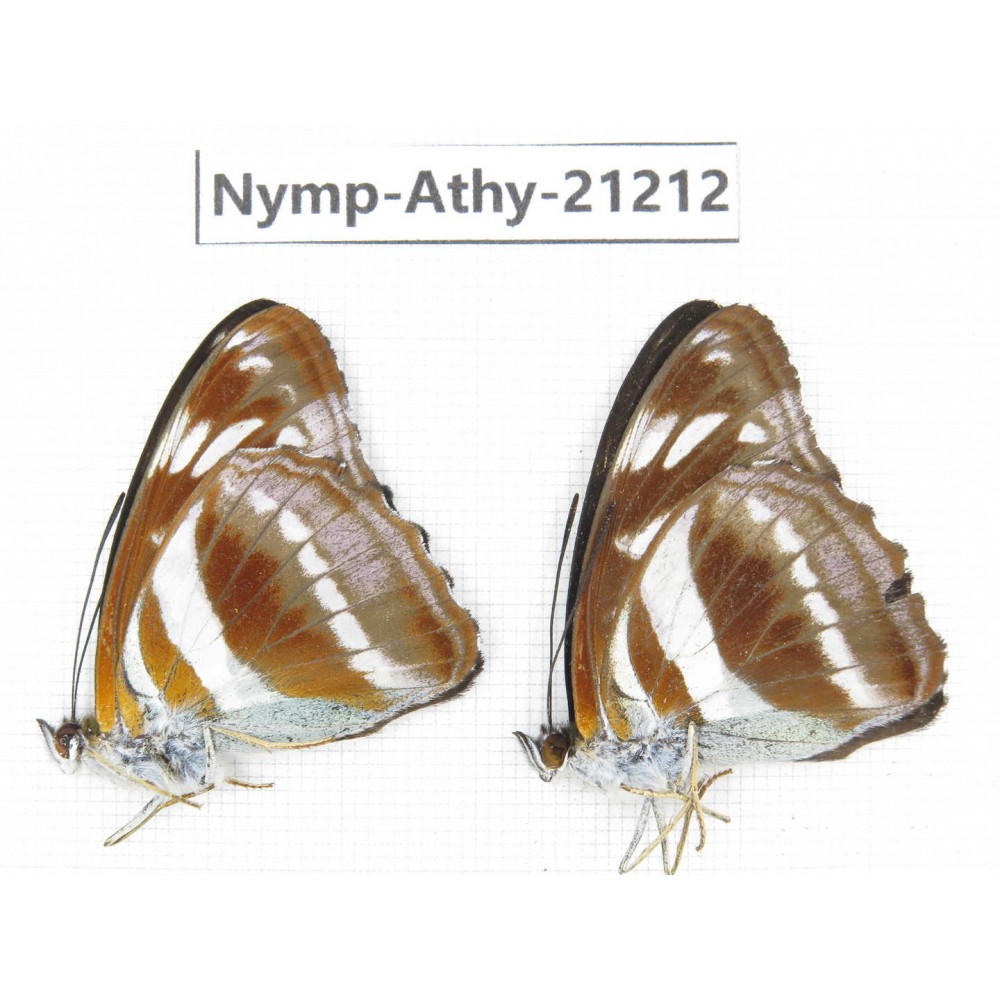 Athyma orientalis. China, Tibet, Linzhi, Bomi county. 2M. Nymp-Athy-21212.