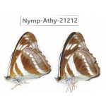 Athyma orientalis. China, Tibet, Linzhi, Bomi county. 2M. Nymp-Athy-21212.