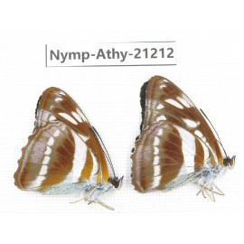 Athyma orientalis. China, Tibet, Linzhi, Bomi county. 2M. Nymp-Athy-21212.