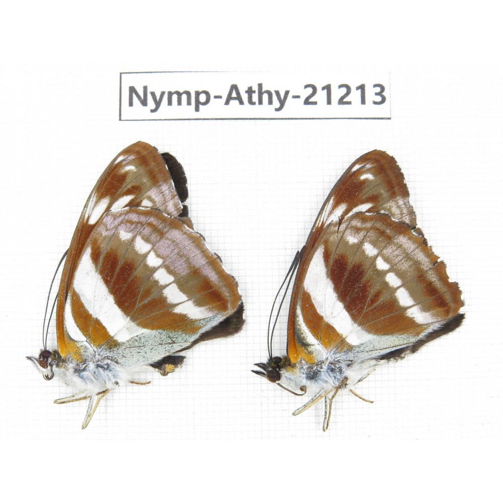 Athyma orientalis. China, Tibet, Linzhi, Bomi county. 2M. Nymp-Athy-21213.