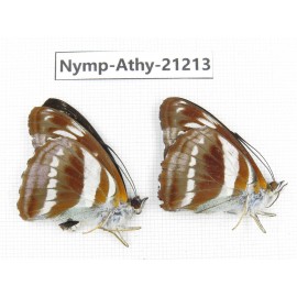 Athyma orientalis. China, Tibet, Linzhi, Bomi county. 2M. Nymp-Athy-21213.
