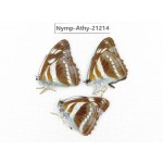 Athyma orientalis. China, Tibet, Linzhi, Bomi county. 3M. Nymp-Athy-21214.