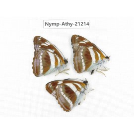 Athyma orientalis. China, Tibet, Linzhi, Bomi county. 3M. Nymp-Athy-21214.