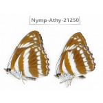 Athyma jina. China, Tibet, Linzhi, Motuo county, Beibeng. 2M. Nymp-Athy-21250.