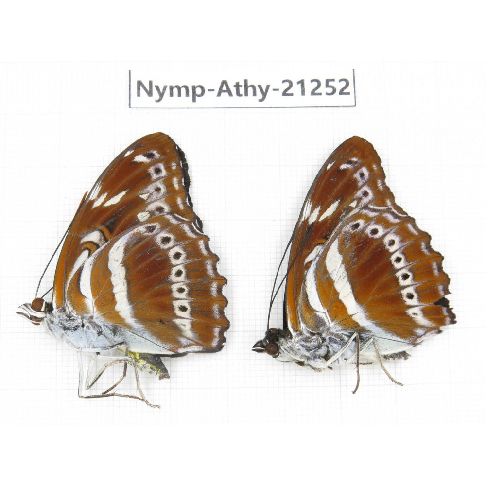 Athyma asura. China, Tibet, Linzhi, Motuo county, Beibeng. 2M. Nymp-Athy-21252.