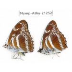 Athyma asura. China, Tibet, Linzhi, Motuo county, Beibeng. 2M. Nymp-Athy-21252.