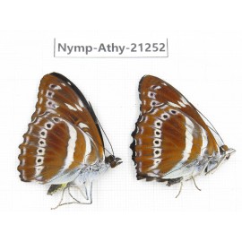 Athyma asura. China, Tibet, Linzhi, Motuo county, Beibeng. 2M. Nymp-Athy-21252.