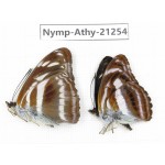 Athyma orientalis. China, Tibet, Linzhi, Motuo county, Beibeng. 2M. Nymp-Athy-21254.