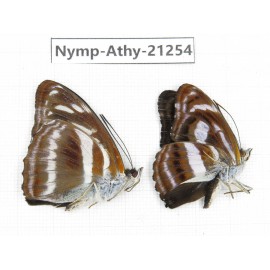 Athyma orientalis. China, Tibet, Linzhi, Motuo county, Beibeng. 2M. Nymp-Athy-21254.