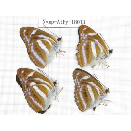 Athyma cama ssp. China, Tibet, Motuo county, Hanmi. 4M. Nymp-Athy-18013.