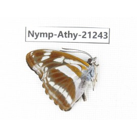 Athyma opalina. China, Yunnan, Nujiang, N of Mt.Biluoxueshan. 1M. Nymp-Athy-21243.