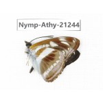Athyma sp. China, Yunnan, Nujiang, N of Mt.Biluoxueshan. 1M. Nymp-Athy-21244.