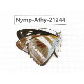 Athyma sp. China, Yunnan, Nujiang, N of Mt.Biluoxueshan. 1M. Nymp-Athy-21244.