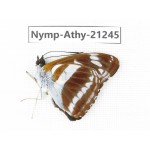 Athyma opalina. China, Yunnan, Nujiang, N of Mt.Biluoxueshan. 1M. Nymp-Athy-21245.