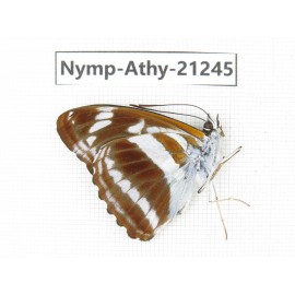 Athyma opalina. China, Yunnan, Nujiang, N of Mt.Biluoxueshan. 1M. Nymp-Athy-21245.
