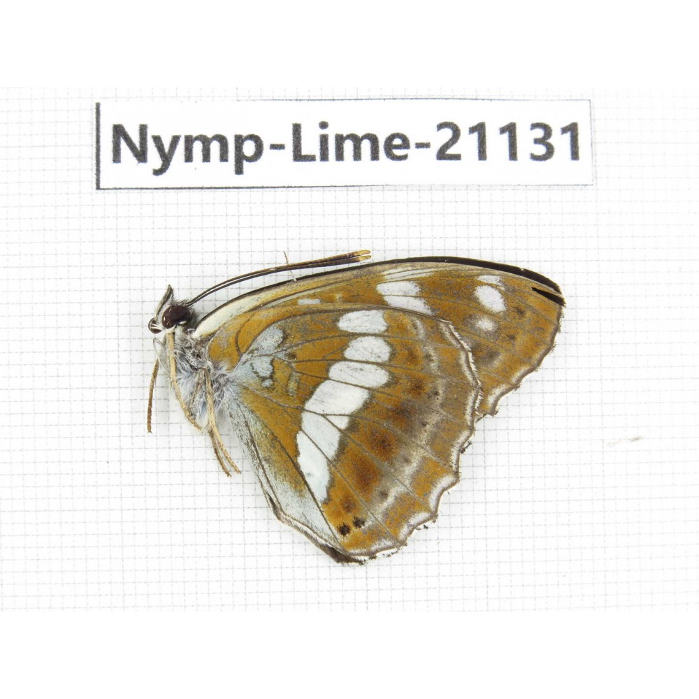 Limenitis amphyssa. China, Heilongjiang, Haerbin, Tonghe county. 1M. Nymp-Lime-21131.