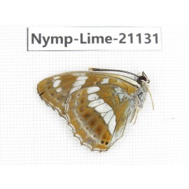 Limenitis amphyssa. China, Heilongjiang, Haerbin, Tonghe county. 1M. Nymp-Lime-21131.