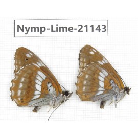 Limenitis amphyssa. China, Heilongjiang, Haerbin, Tonghe county. 2M. Nymp-Lime-21143.