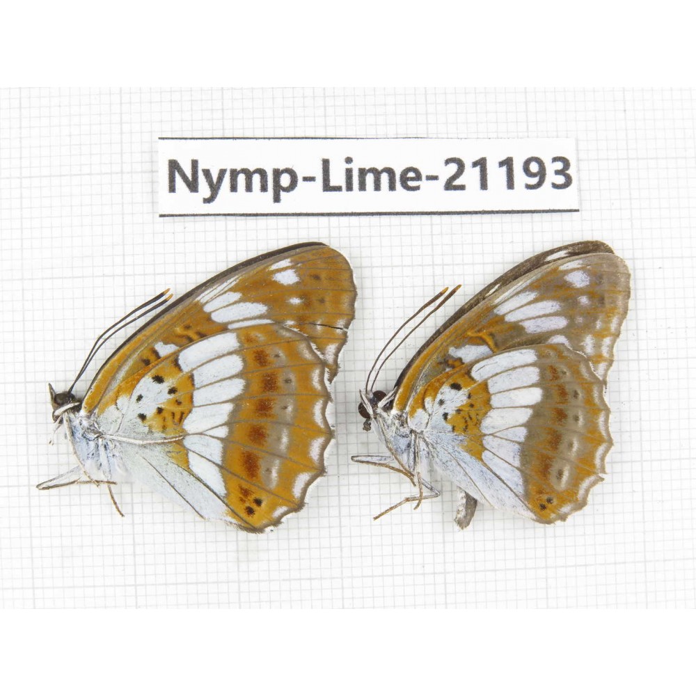 Limenitis helmanni. China, Heilongjiang, Mudanjiang. 2M. Nymp-Lime-21193.