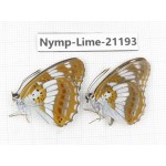 Limenitis helmanni. China, Heilongjiang, Mudanjiang. 2M. Nymp-Lime-21193.