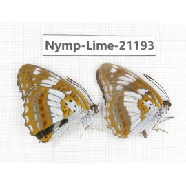 Limenitis helmanni. China, Heilongjiang, Mudanjiang. 2M. Nymp-Lime-21193.