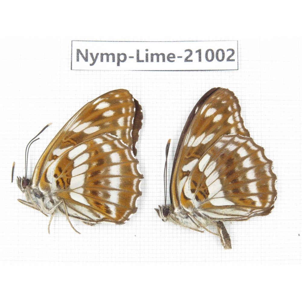Limenitis disjucta. China, Sichuan, Ganzi, Yajiang county. 2M. Nymp-Lime-21002.