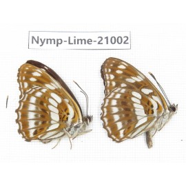 Limenitis disjucta. China, Sichuan, Ganzi, Yajiang county. 2M. Nymp-Lime-21002.