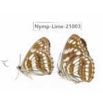 Limenitis disjucta. China, Sichuan, Ganzi, Yajiang county. 2M. Nymp-Lime-21003.