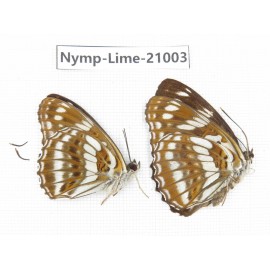 Limenitis disjucta. China, Sichuan, Ganzi, Yajiang county. 2M. Nymp-Lime-21003.