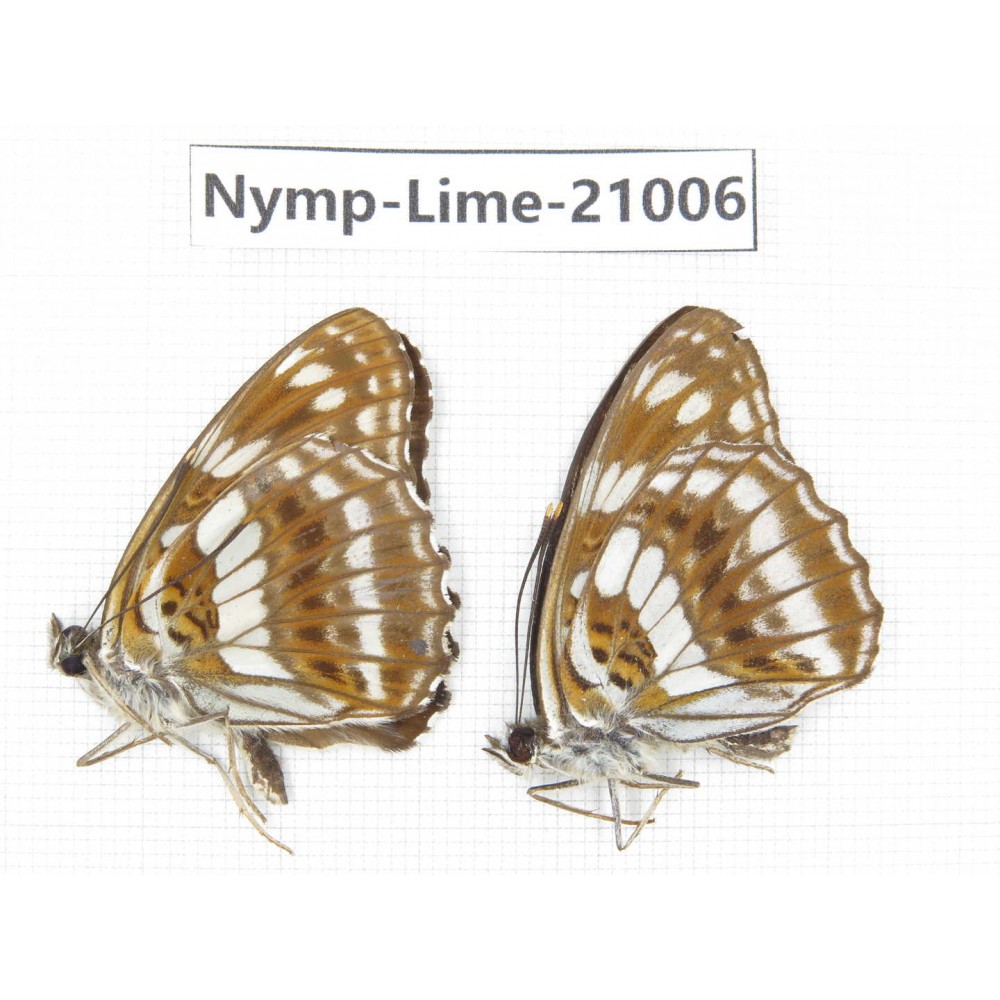 Limenitis disjucta. China, Sichuan, Ganzi, Yajiang county. 2M. Nymp-Lime-21006.