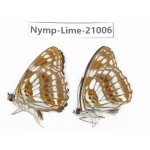 Limenitis disjucta. China, Sichuan, Ganzi, Yajiang county. 2M. Nymp-Lime-21006.