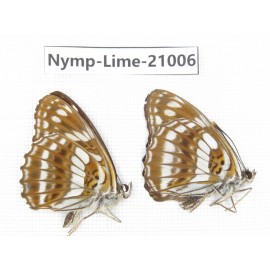 Limenitis disjucta. China, Sichuan, Ganzi, Yajiang county. 2M. Nymp-Lime-21006.