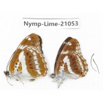 Limenitis misuji. China, Sichuan, Ganzi, Yajiang county. 2M. Nymp-Lime-21053.