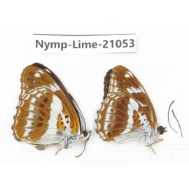 Limenitis misuji. China, Sichuan, Ganzi, Yajiang county. 2M. Nymp-Lime-21053.