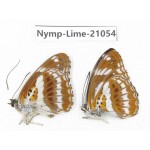 Limenitis misuji. China, Sichuan, Ganzi, Yajiang county. 2M. Nymp-Lime-21054.