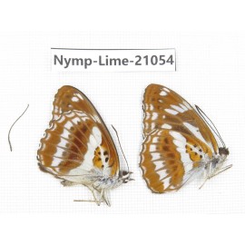 Limenitis misuji. China, Sichuan, Ganzi, Yajiang county. 2M. Nymp-Lime-21054.