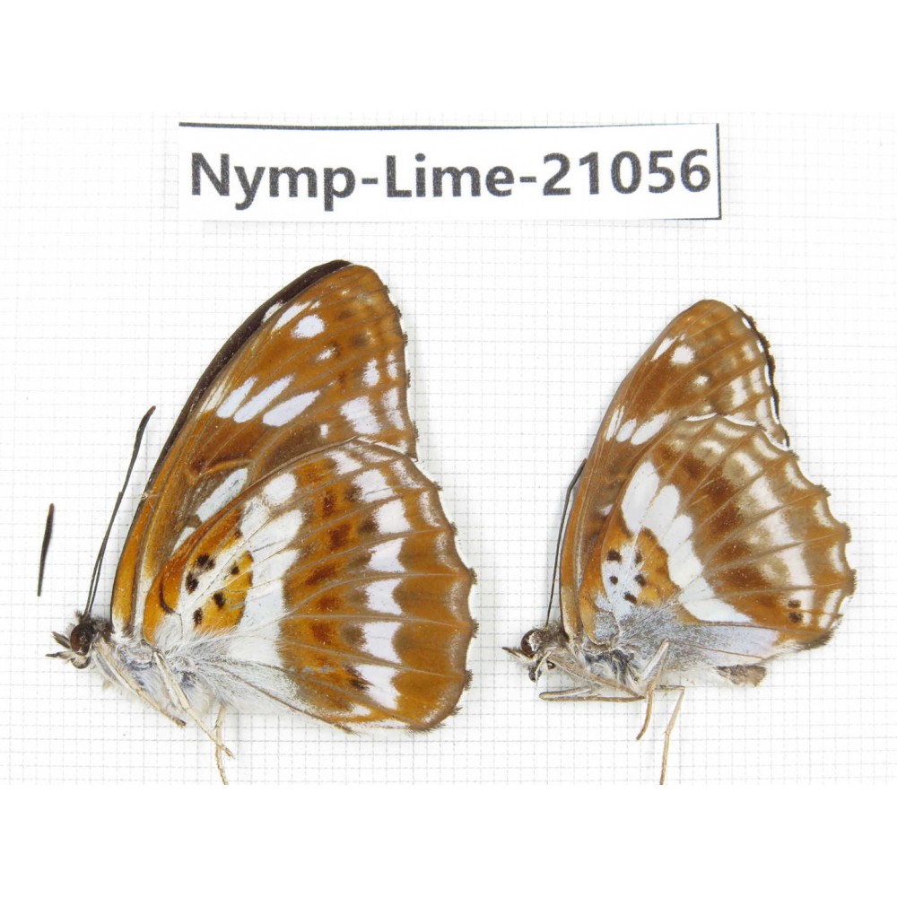 Limenitis misuji. China, Sichuan, Ganzi, Yajiang county. 2M. Nymp-Lime-21056.