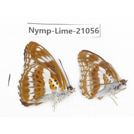 Limenitis misuji. China, Sichuan, Ganzi, Yajiang county. 2M. Nymp-Lime-21056.
