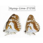 Limenitis misuji. China, Sichuan, Liangshan, Dechang county. 2M. Nymp-Lime-21250.