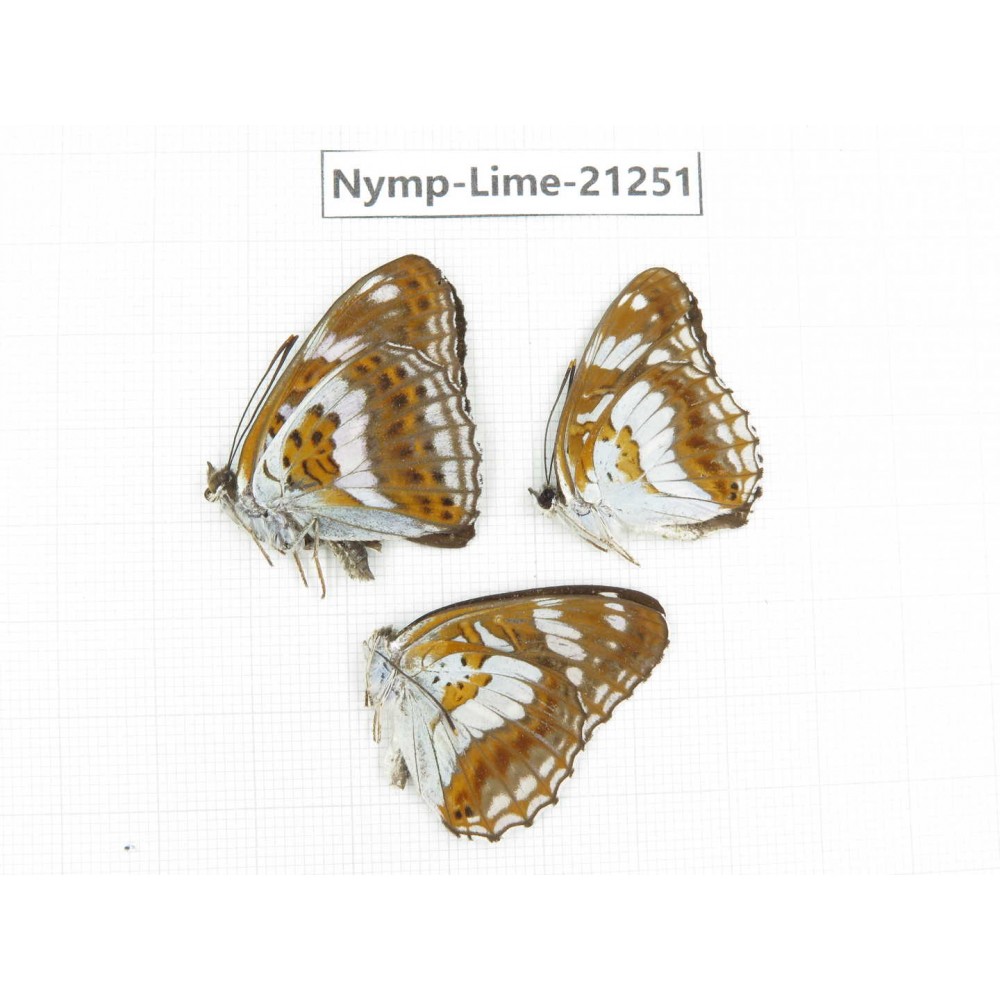 Limenitis misuji. China, Sichuan, Liangshan, Dechang county. 3M. Nymp-Lime-21251.