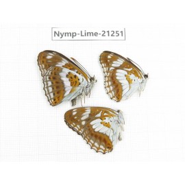 Limenitis misuji. China, Sichuan, Liangshan, Dechang county. 3M. Nymp-Lime-21251.