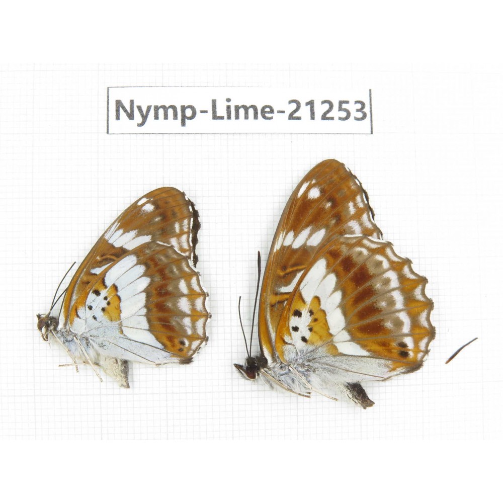 Limenitis misuji. China, Sichuan, Liangshan, Dechang county. 2M. Nymp-Lime-21253.