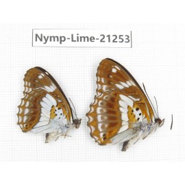 Limenitis misuji. China, Sichuan, Liangshan, Dechang county. 2M. Nymp-Lime-21253.